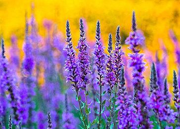 Xbox Series X＆S欧洲2月销量首次超越PS5